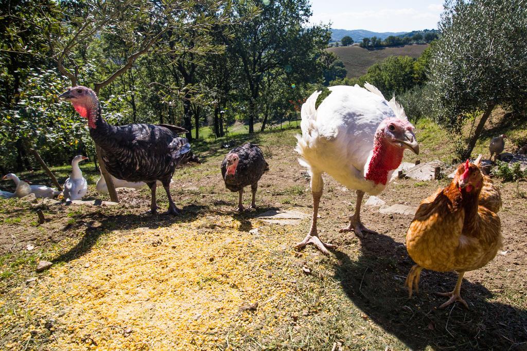 Agriturismo La Coccinella Valfabbrica المظهر الخارجي الصورة