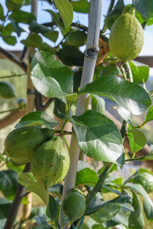 Agriturismo La Coccinella Valfabbrica المظهر الخارجي الصورة
